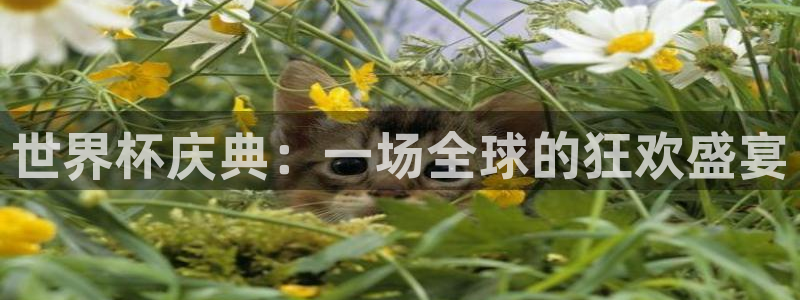 女足世界杯直播：世界杯庆典：一场全球的狂欢盛宴