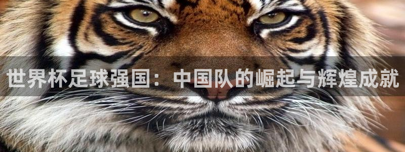 世界杯在线直播入口：世界杯足球强国：中国队的崛起与辉煌成就