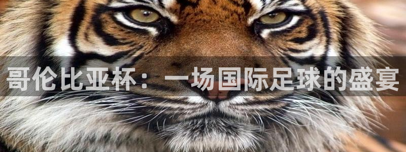 世界杯足球比赛：哥伦比亚杯：一场国际足球的盛宴