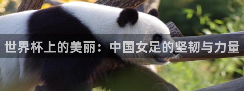 2026世界杯倒计时：世界杯上的美丽：中国女足的坚韧与力量